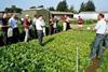 Growers warned over 2008 spinach supply