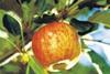 Chilean apple exports to UK down