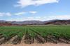 ZA Orange River grapes