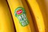 Del Monte Guatemala banana MUST CREDIT oasisamuel - stock.adobe