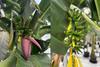 Chiquita Yelloway Cavendish bananas