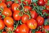 The conference is a key event in the tomato calendar