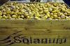 Solanum  is aiming to give children an insight into the benefit of vegetables