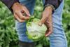 Rijk Zwaan lettuce