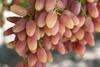 Sun World Summer Blush grapes