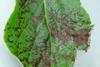 Kiwifruit canker leaf damage New Zealand