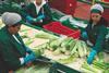 Murcia celery