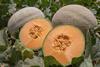 Fyffes melons