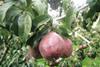 Northwest pears