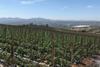 Oppy Oceanside Pole tomatoes California