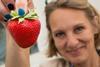 Driscoll's Zara are sold as a premium strawberry in Waitrose