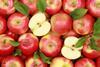 China: Anstieg der Apfel-Exporte