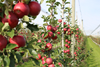 Foto: Obst vom Bodensee