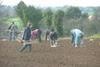Large tracts of farming could disappear if government immigration plans are enforced