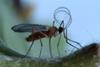 Aphids on apple trees guided the study