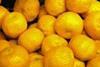 Citrus_Clementinen_Web_03.jpg