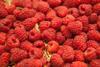 Zeitz_FL2013_Himbeeren lose (2)