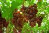 Grape sales suffer during tricky period for supplies