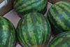 Almería: hohe Nachfrage nach Wassermelonen