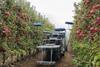 Apples being picked in Unifrutti Chile orchard by Tevel's Autonomous Robots