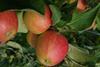 Obstbauern in verschiedenen Teilen der Niederlande mussten zuletzt vermehrt feststellen, dass große Teile ihrer Apfelkulturen durch den Apfelblütenkäfer oder Apfelblütenstecher vernichtet wurden.