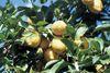 Could lemons from Tucumán soon enjoy the status afforded by a protected geographical indicator?