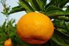 Soft citrus in tight spot
