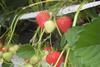 Der deutsche Handel greift aktuell bei Erdbeeren auch auf Alternativen aus dem Ausland zurück