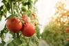 Generic tomato production up close Adobe Stock