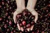 Jerte cherries