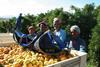 Südafrika: Citrus-Industrie erwartet Rekordsaison