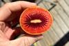 Zespri Red80 sliced open