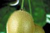 The Chileans want to improve the eating experience for kiwifruit