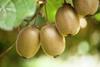 Plant and food research NZ kiwi