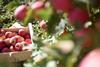 Australian apples