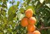 M&S to debut with UK apricots