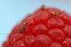 Drosophila suzukii on raspberry