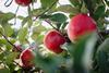 Joli-apfel-tg global