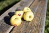 Yello apples MUST CREDIT Armin Huber