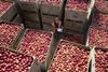 FSP_Loddington_Apple_Harvest_029-scaled