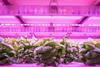 The vertical farming has been hit hard by energy price rises