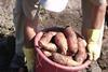North Carolina sweet potatoes harvest