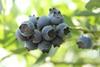 Argentina blueberries Argentinean Blueberry Committee