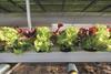 Rijk Zwaan hydroponic lettuce
