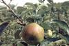 Apples could help prevent colon cancer