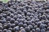 Chile blueberries