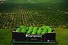 Camposol avocados