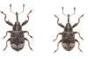anthonomus-spilotus-beetles-kent-news-full-column