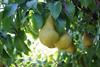 CMI Orchards Independent Warehouse pears