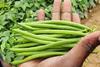 MWW said the season demonstrated the growing importance of climate resilience across the fresh produce sector
